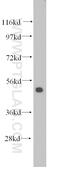 Dehydrogenase/Reductase 9 antibody, 14560-1-AP, Proteintech Group, Western Blot image 