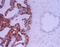 HAP1 antibody, ALX-804-213-R100, Enzo Life Sciences, Immunohistochemistry frozen image 