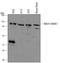 WASP Family Member 1 antibody, AF5514, R&D Systems, Western Blot image 