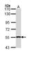 REL Proto-Oncogene, NF-KB Subunit antibody, LS-B8927, Lifespan Biosciences, Western Blot image 