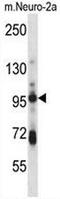 SMAD Specific E3 Ubiquitin Protein Ligase 1 antibody, AP53953PU-N, Origene, Western Blot image 