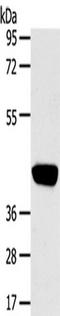 Serine Protease 50 antibody, TA351865, Origene, Western Blot image 