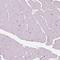 SRY-Box 9 antibody, HPA001758, Atlas Antibodies, Immunohistochemistry frozen image 