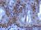 Histone-lysine N-methyltransferase SUV420H1 antibody, NBP1-97313, Novus Biologicals, Immunohistochemistry frozen image 