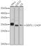 DNA Damage Inducible Transcript 3 antibody, GTX32616, GeneTex, Western Blot image 