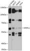 Probable aminopeptidase NPEPL1 antibody, 15-531, ProSci, Western Blot image 