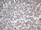 Proline Rich Transmembrane Protein 2 antibody, LS-C799868, Lifespan Biosciences, Immunohistochemistry paraffin image 