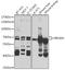 Proline Dehydrogenase 1 antibody, A03231, Boster Biological Technology, Western Blot image 