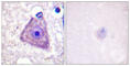 Ras-GRF1 antibody, abx012464, Abbexa, Western Blot image 