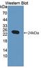 5',3'-Nucleotidase, Mitochondrial antibody, LS-C663470, Lifespan Biosciences, Western Blot image 