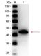 Alcohol dehydrogenase 1 antibody, orb344869, Biorbyt, Western Blot image 