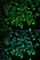 Heat shock 70 kDa protein 1A/1B antibody, A0284, ABclonal Technology, Immunofluorescence image 
