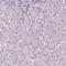 Perilipin 4 antibody, HPA044682, Atlas Antibodies, Immunohistochemistry frozen image 