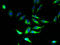 Myelin proteolipid protein antibody, A63154-100, Epigentek, Immunofluorescence image 