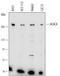 Acetyl-CoA Carboxylase Alpha antibody, MAB6898, R&D Systems, Western Blot image 