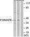 p38 antibody, TA326067, Origene, Western Blot image 