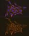 SS-A antibody, GTX64414, GeneTex, Immunofluorescence image 