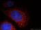 Leucine-rich repeat and death domain-containing protein antibody, 12119-1-AP, Proteintech Group, Immunofluorescence image 