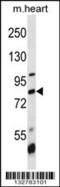 Bromodomain Containing 7 antibody, 57-053, ProSci, Western Blot image 