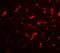 Dorsal Root Ganglia Homeobox antibody, GTX32035, GeneTex, Immunohistochemistry paraffin image 