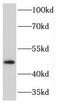 Potassium Voltage-Gated Channel Subfamily J Member 12 antibody, FNab04580, FineTest, Western Blot image 