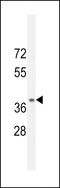 Neuropeptide S receptor antibody, LS-C162970, Lifespan Biosciences, Western Blot image 