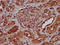 Psf1 antibody, LS-C671764, Lifespan Biosciences, Immunohistochemistry paraffin image 