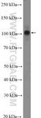 Pre-mRNA-splicing factor CWC22 homolog antibody, 26898-1-AP, Proteintech Group, Western Blot image 