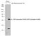 Serine/Threonine Kinase 4 antibody, GTX133948, GeneTex, Western Blot image 