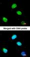 CTBP antibody, orb69776, Biorbyt, Immunofluorescence image 