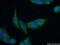 IL-12 antibody, 15105-1-AP, Proteintech Group, Immunofluorescence image 