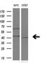 Nuclear receptor subfamily 1 group I member 3 antibody, LS-C799544, Lifespan Biosciences, Western Blot image 