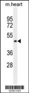 Pentatricopeptide Repeat Domain 2 antibody, 55-480, ProSci, Western Blot image 