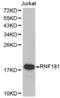 Ring Finger Protein 181 antibody, abx002310, Abbexa, Western Blot image 