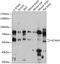 Potassium Voltage-Gated Channel Modifier Subfamily G Member 4 antibody, 15-540, ProSci, Western Blot image 