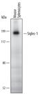 Sialoadhesin antibody, MAB5610, R&D Systems, Western Blot image 