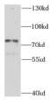 Calcium Binding And Coiled-Coil Domain 1 antibody, FNab01195, FineTest, Western Blot image 