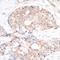Ribosomal Protein S6 antibody, A300-557A, Bethyl Labs, Immunohistochemistry frozen image 