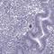 Gametocyte Specific Factor 1 Like antibody, HPA054694, Atlas Antibodies, Immunohistochemistry frozen image 