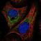 Jade Family PHD Finger 1 antibody, NBP1-83085, Novus Biologicals, Immunocytochemistry image 
