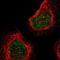 Kelch Like Family Member 8 antibody, HPA017762, Atlas Antibodies, Immunocytochemistry image 