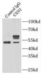 G Protein Pathway Suppressor 1 antibody, FNab02018, FineTest, Immunoprecipitation image 