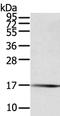 Protein Tyrosine Phosphatase Mitochondrial 1 antibody, PA5-50779, Invitrogen Antibodies, Western Blot image 