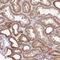 Translocase Of Inner Mitochondrial Membrane 10B antibody, HPA052265, Atlas Antibodies, Immunohistochemistry frozen image 