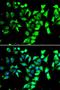 FKBP Prolyl Isomerase 8 antibody, LS-B15454, Lifespan Biosciences, Immunofluorescence image 
