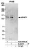 ArfGAP With RhoGAP Domain, Ankyrin Repeat And PH Domain 3 antibody, A305-644A-M, Bethyl Labs, Immunoprecipitation image 