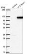 Protocadherin Gamma Subfamily A, 1 antibody, NBP1-80940, Novus Biologicals, Western Blot image 