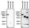Human IgM antibody, MA5-14712, Invitrogen Antibodies, Western Blot image 