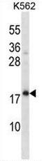 Protein CREG1 antibody, AP51075PU-N, Origene, Western Blot image 