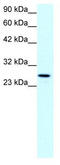 Claudin-13 antibody, TA334196, Origene, Western Blot image 